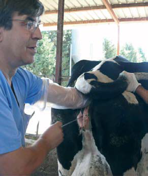 Actuaciones frente a la infertilidad en vacas lecheras