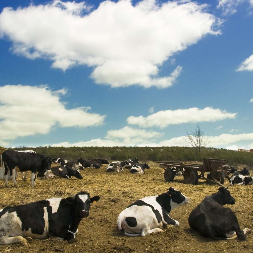 Evaluación del bienestar animal en vacuno lechero: protocolo Welfare Quality