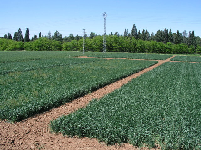 Respuesta de los cultivos y la vegetación arvense en agricultura de conservación