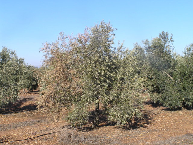 Apuntes sobre la gestión integrada de plagas en el cultivo del olivar