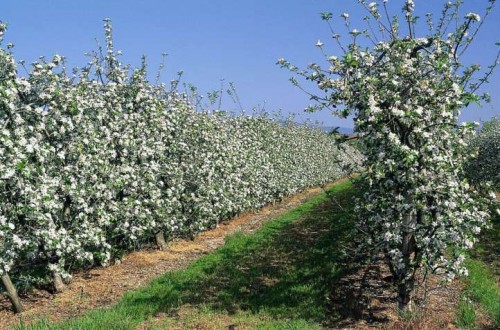 Control integrado de malas hierbas en frutales de pepita