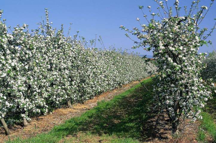 Control integrado de malas hierbas en frutales de pepita