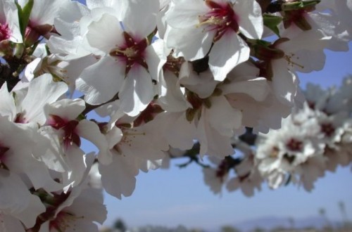 El cultivo del almendro en zonas muy frías con variedades de floración extra-tardía