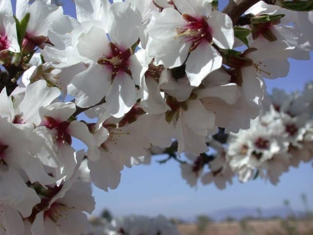 El cultivo del almendro en zonas muy frías con variedades de floración extra-tardía