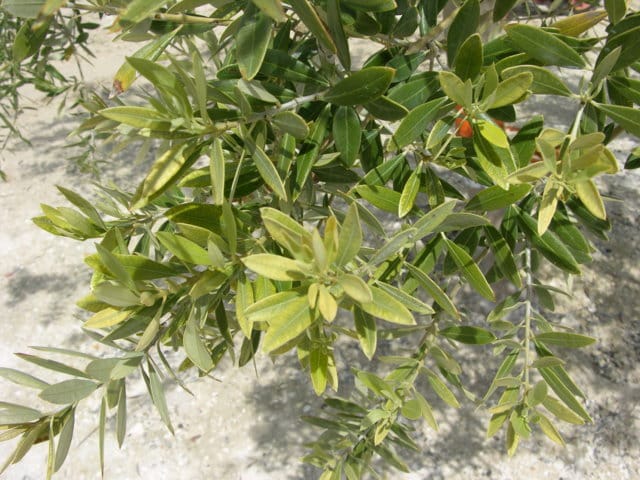 Corrección de la clorosis férrica en olivar con sales de hierro en suspensión