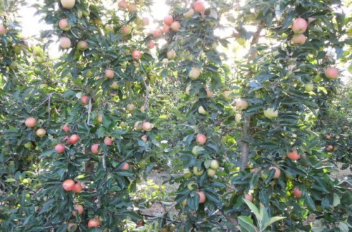 Situación de la producción de manzana en España y análisis de la campaña actual