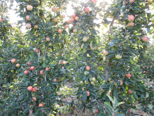 Situación de la producción de manzana en España y análisis de la campaña actual