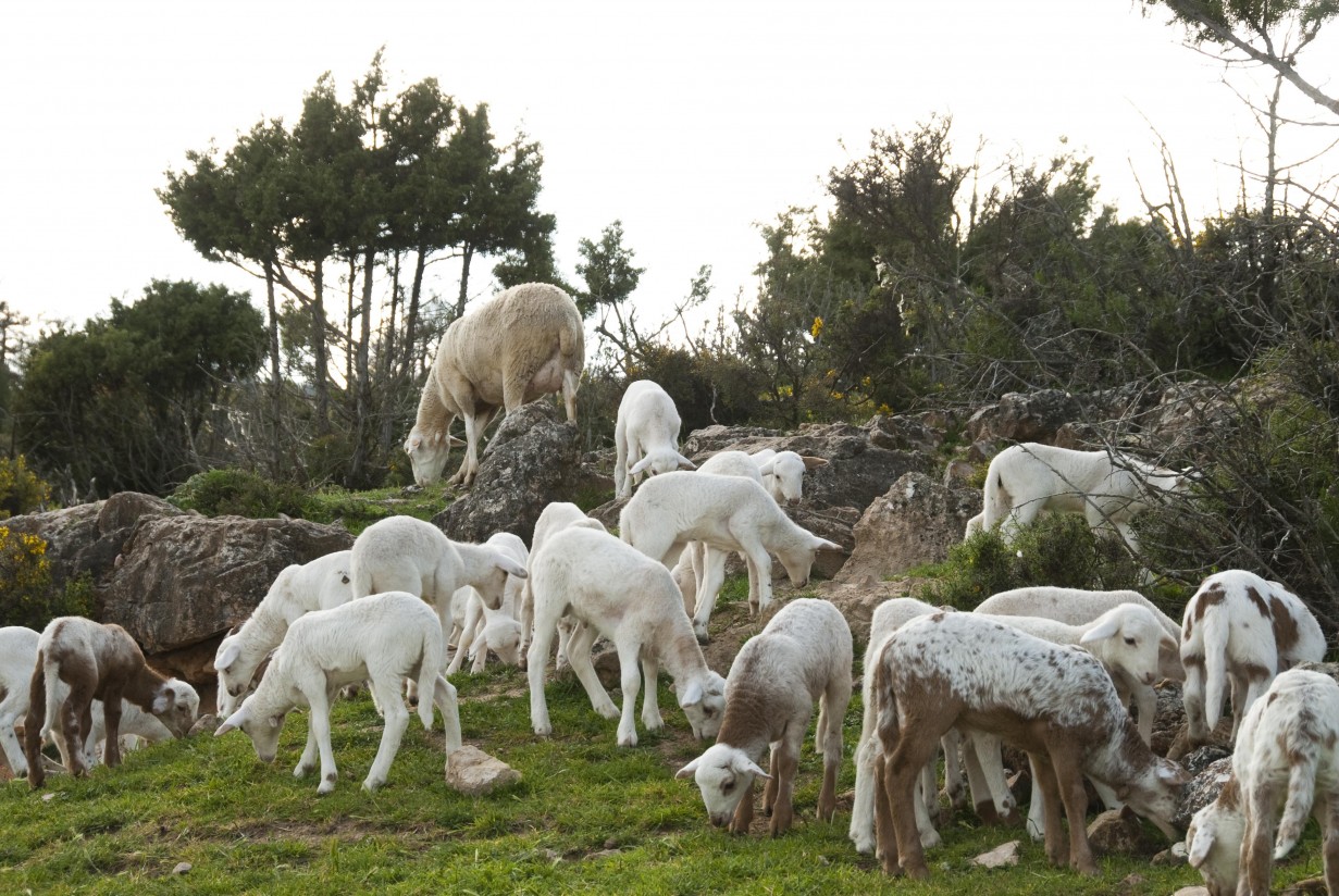 Indicadores productivos del sector ovino/caprino español