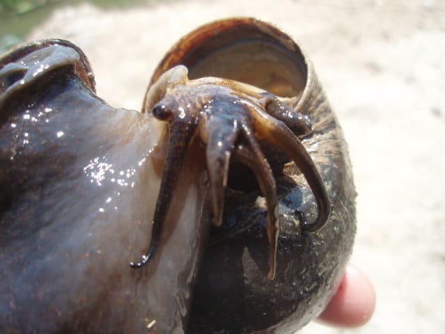 El caracol manzana, una nueva plaga del cultivo del arroz