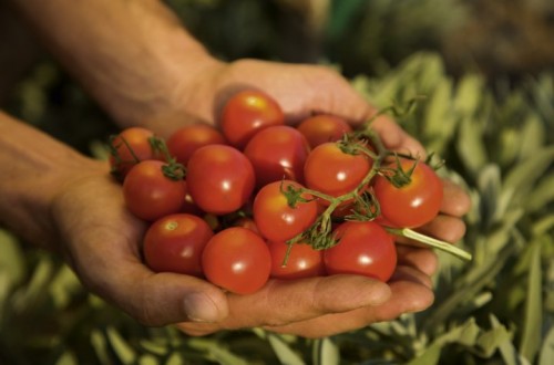 La producción ecológica en España, situación en 2013 y perspectivas