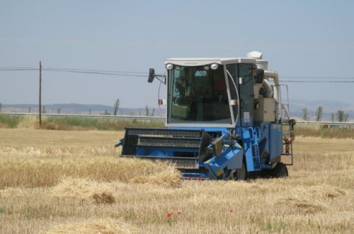 Evaluación de nuevas variedades comerciales de trigo blando y trigo duro en España