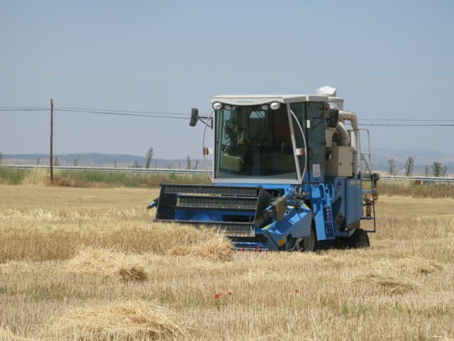 Evaluación de nuevas variedades comerciales de trigo blando y trigo duro en España