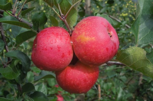 Manzanos en agricultura ecológica, una opción para diferenciarse