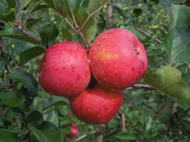 Manzanos en agricultura ecológica, una opción para diferenciarse