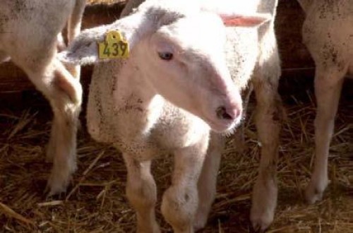 Poliartritis recurrente causada por E. rhusiopathiae en corderos