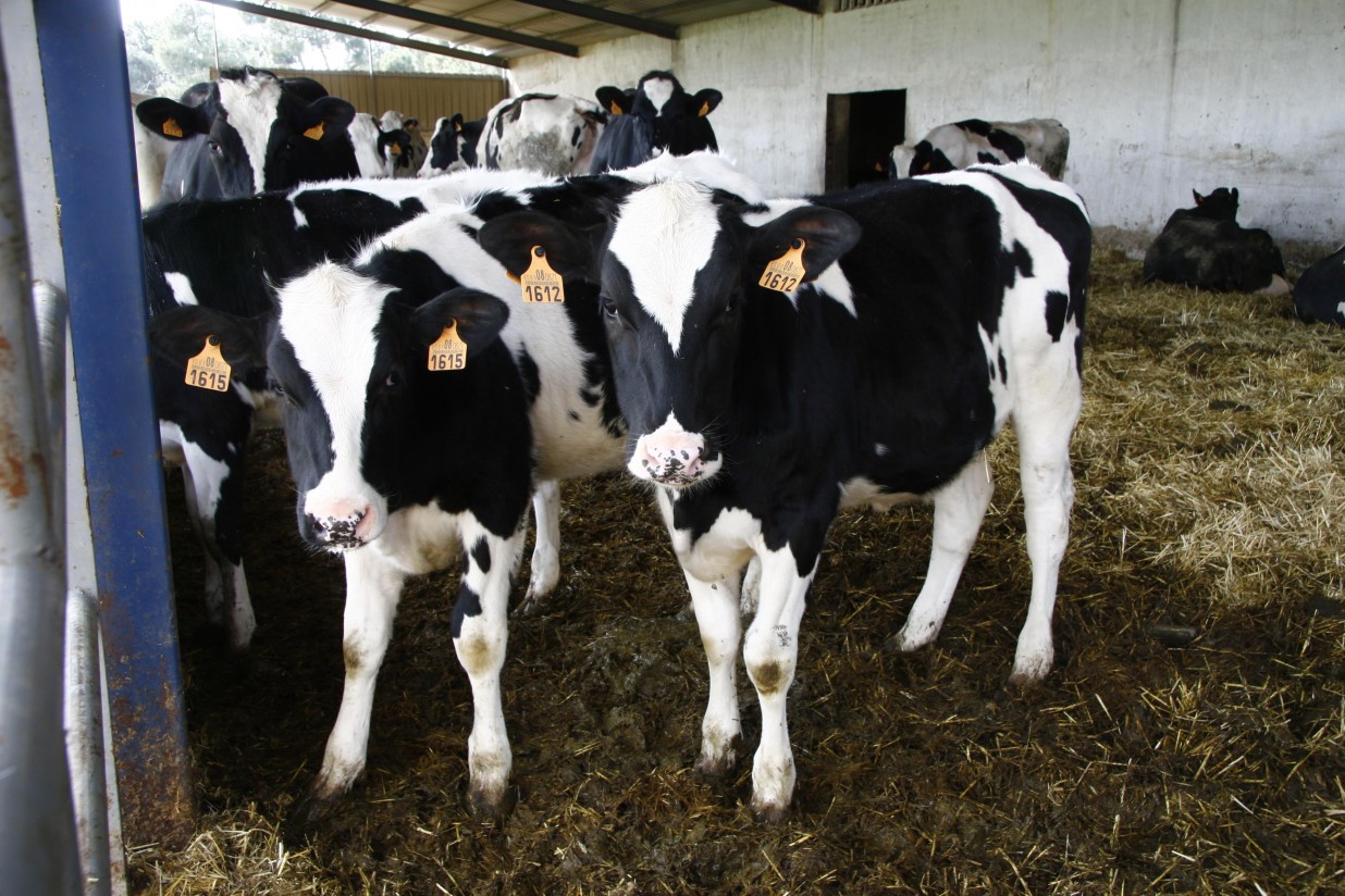 Evolución de la estructura de la producción de leche en la UE-27