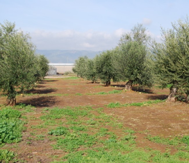Evaluación de herbicidas para el control de Conyza spp y dicotiledóneas en olivar