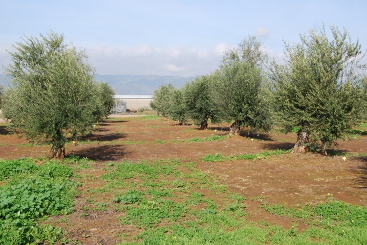 Evaluación de herbicidas para el control de Conyza spp y dicotiledóneas en olivar