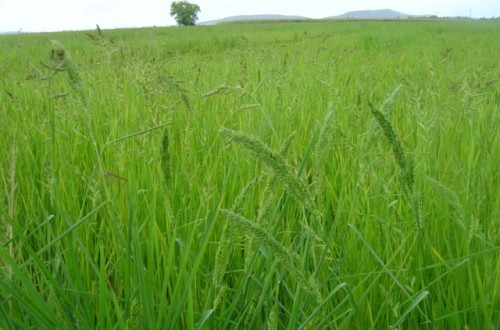 Estrategias de control de Echinochloa en el cultivo del arroz