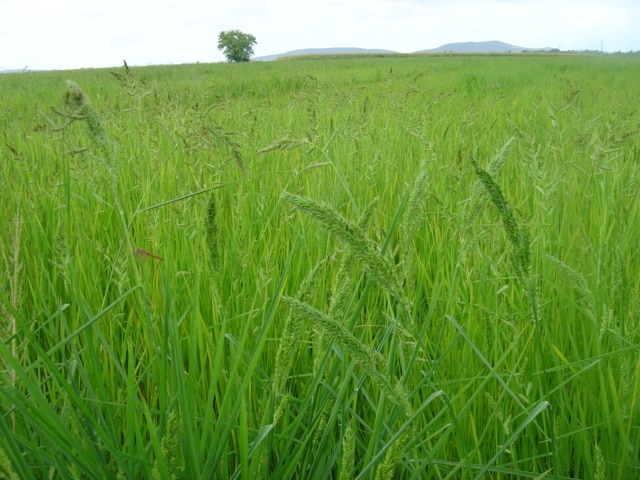 Estrategias de control de Echinochloa en el cultivo del arroz