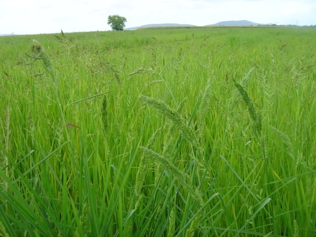 Estrategias de control de Echinochloa en el cultivo del arroz
