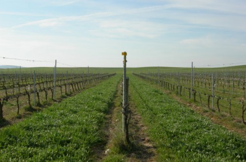 Efectos de la cubierta vegetal en el comportamiento de la variedad Tempranillo