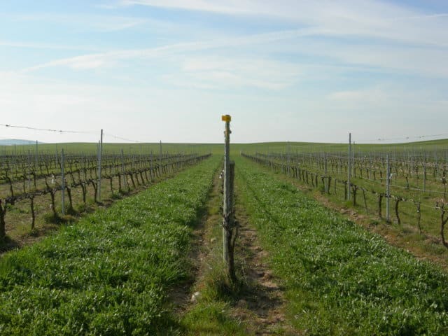 Efectos de la cubierta vegetal en el comportamiento de la variedad Tempranillo