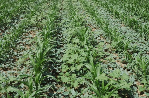 Estrategias de manejo de malas hierbas en el cultivo del maíz