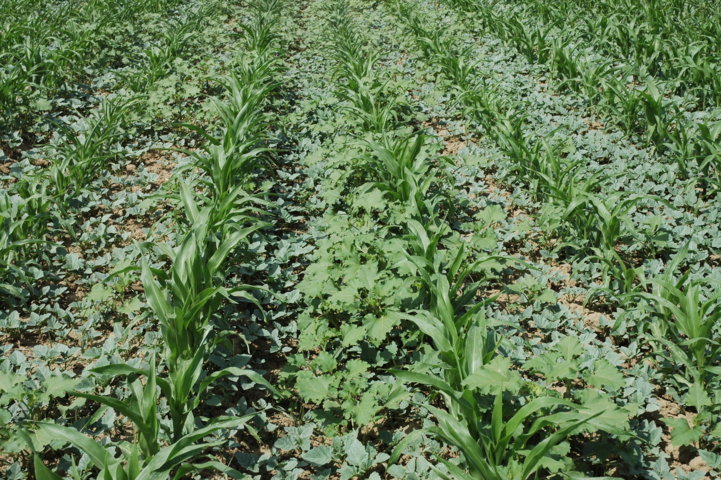 Estrategias de manejo de malas hierbas en el cultivo del maíz