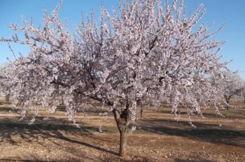 Estrategias de fertilización en el cultivo del almendro