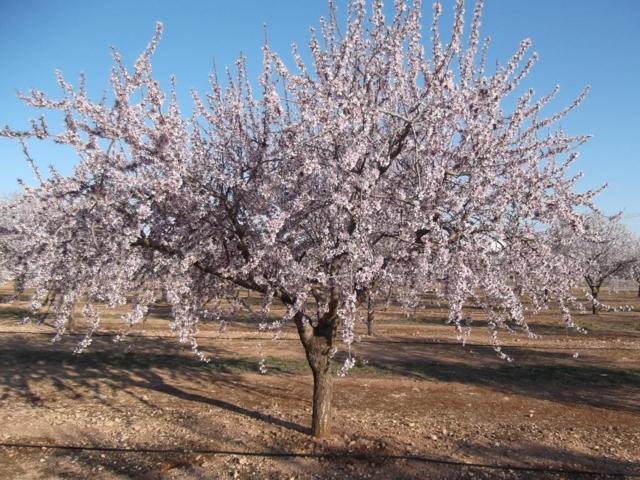 Estrategias de fertilización en el cultivo del almendro