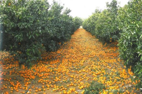 Una campaña citrícola irregular marcada por el desastre final en las variedades de naranja