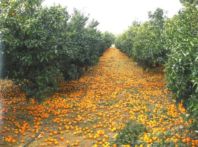Una campaña citrícola irregular marcada por el desastre final en las variedades de naranja
