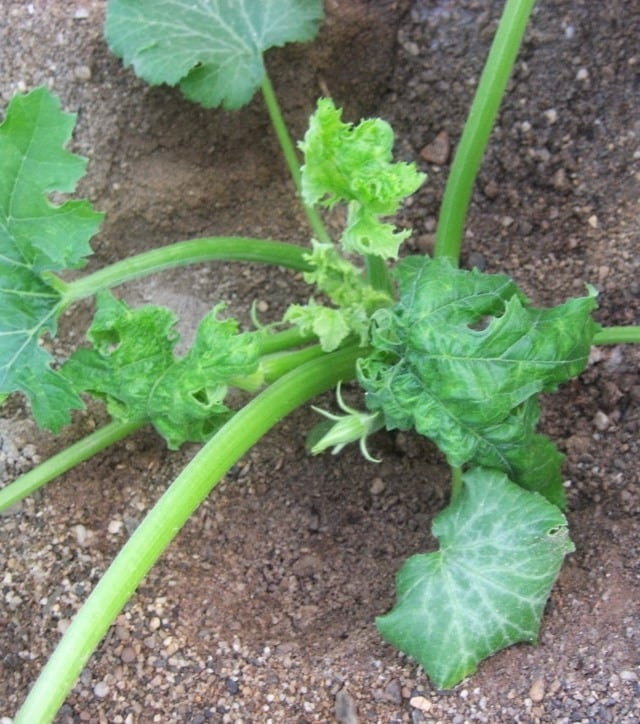 Control en invernadero del virus de Nueva Delhi de la hoja rizada del tomate