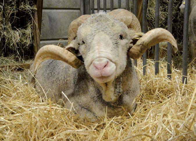 Merino de Rambouillet, reminiscencia de las exportaciones españolas de lana fina
