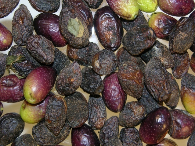 Gestión integrada de la antracnosis del olivo