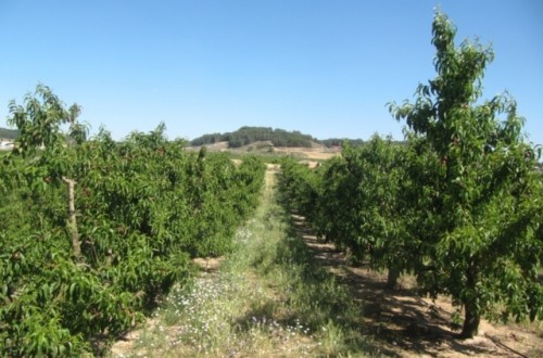 Control integrado de plagas en frutales de pepita y hueso