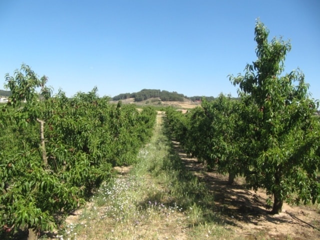 Control integrado de plagas en frutales de pepita y hueso