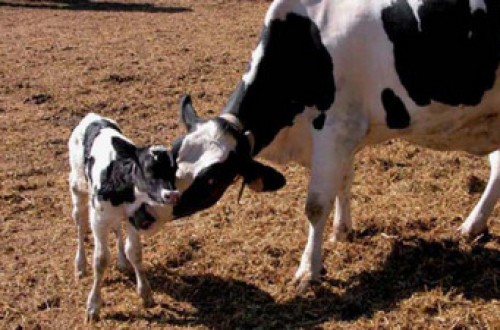 Efecto de los bolos de oligoelementos y vitaminas sobre la fertilidad en vacuno lechero