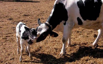 Efecto de los bolos de oligoelementos y vitaminas sobre la fertilidad en vacuno lechero