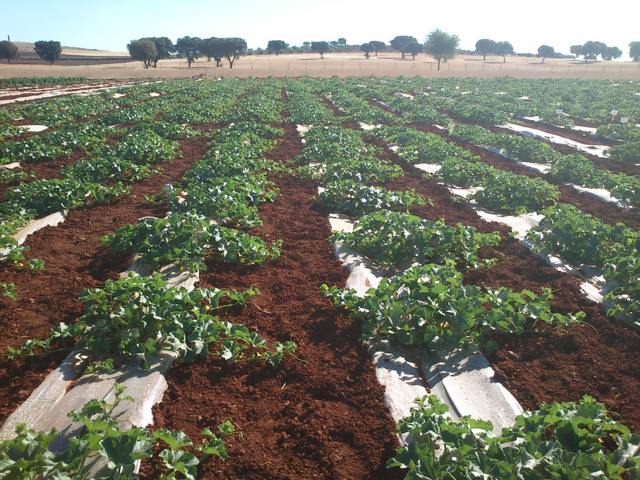 Utilización del compost de orujo de uva en el cultivo del melón en Castilla-La Mancha