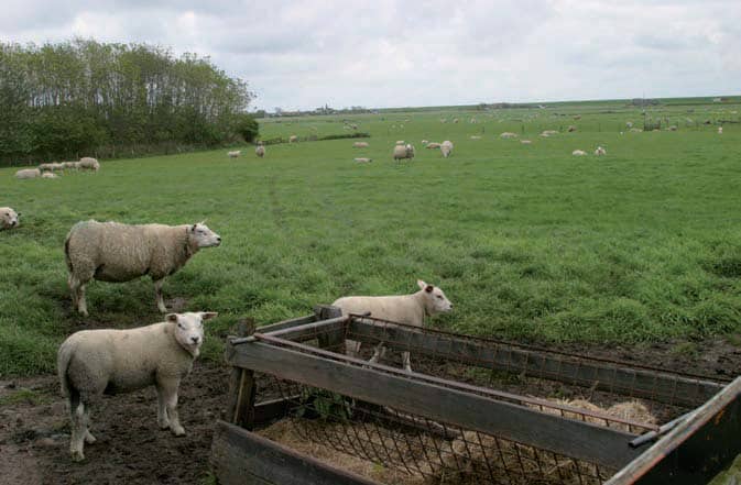 El modelo familiar ganadero de ovino y caprino en Holanda