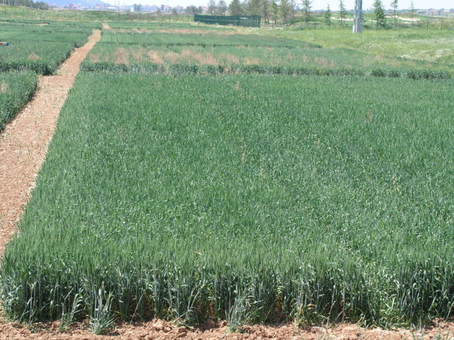 Influencia del sistema de laboreo y del nivel de fertilización en el secano cerealista