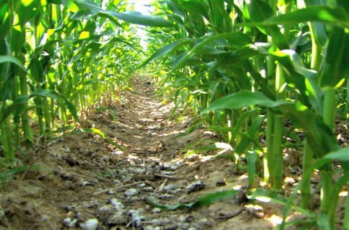 Claves para la viabilidad de la agricultura de conservación en la producción de maíz en regadío