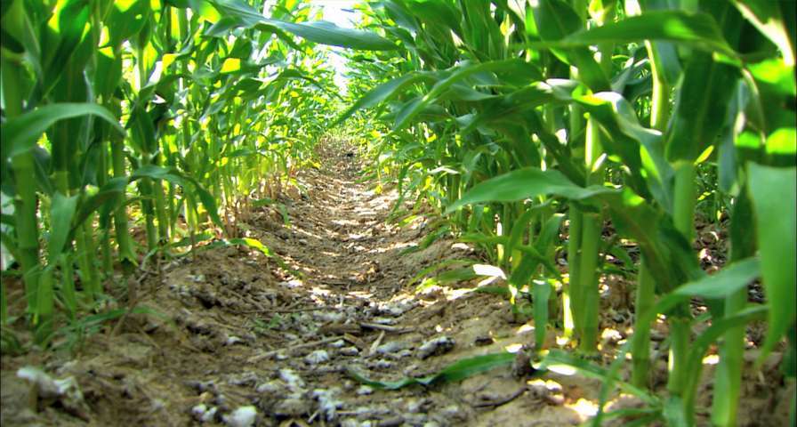 Claves para la viabilidad de la agricultura de conservación en la producción de maíz en regadío