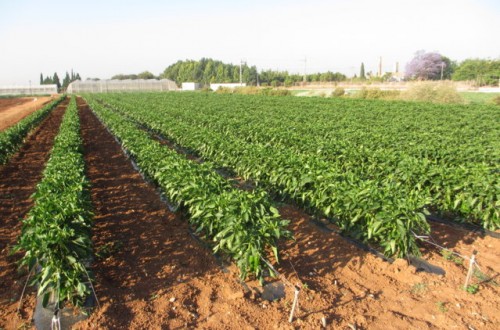 Resultados de Proyecto Cero en el cultivo de pimiento del tipo italiano al aire libre