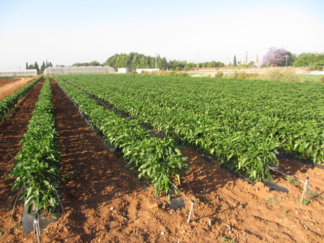 Resultados de Proyecto Cero en el cultivo de pimiento del tipo italiano al aire libre