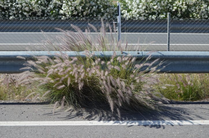 Plantas alóctonas invasoras, un problema ambiental y agrícola