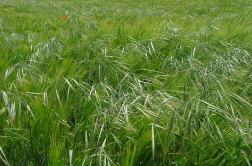 Integración de métodos químicos y culturales para el manejo de Bromus diandrus en cereales