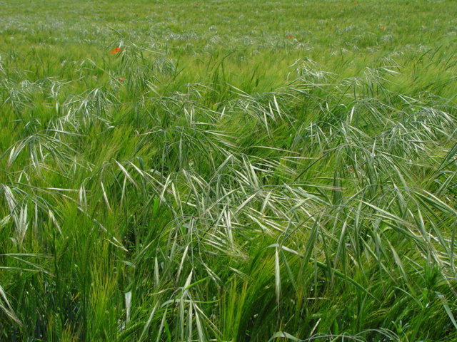 Integración de métodos químicos y culturales para el manejo de Bromus diandrus en cereales